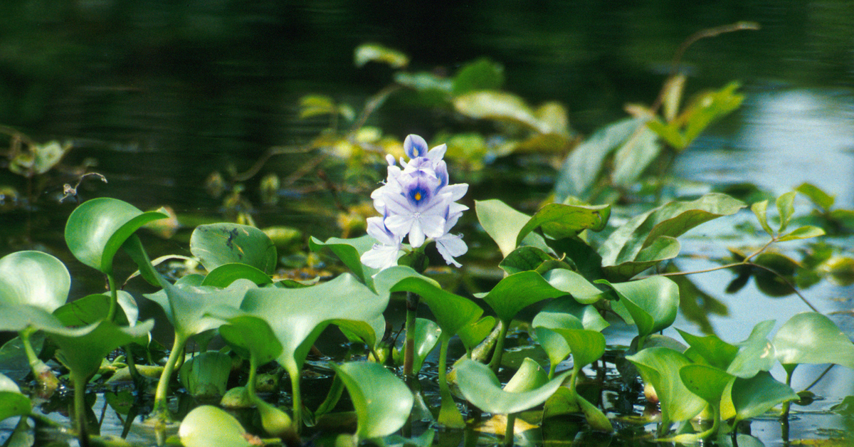 water hyacinth organic manure