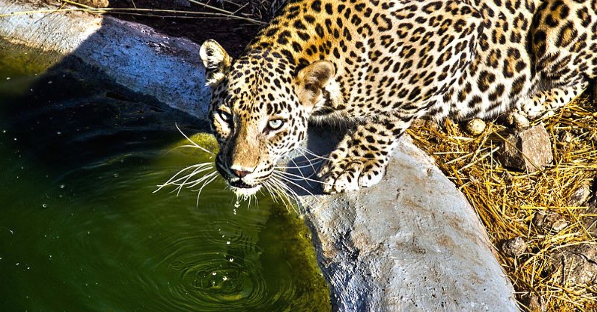 Waterholes = Fewer Leopard Deaths on Highways? Pune Forest Dept. Thinks So!