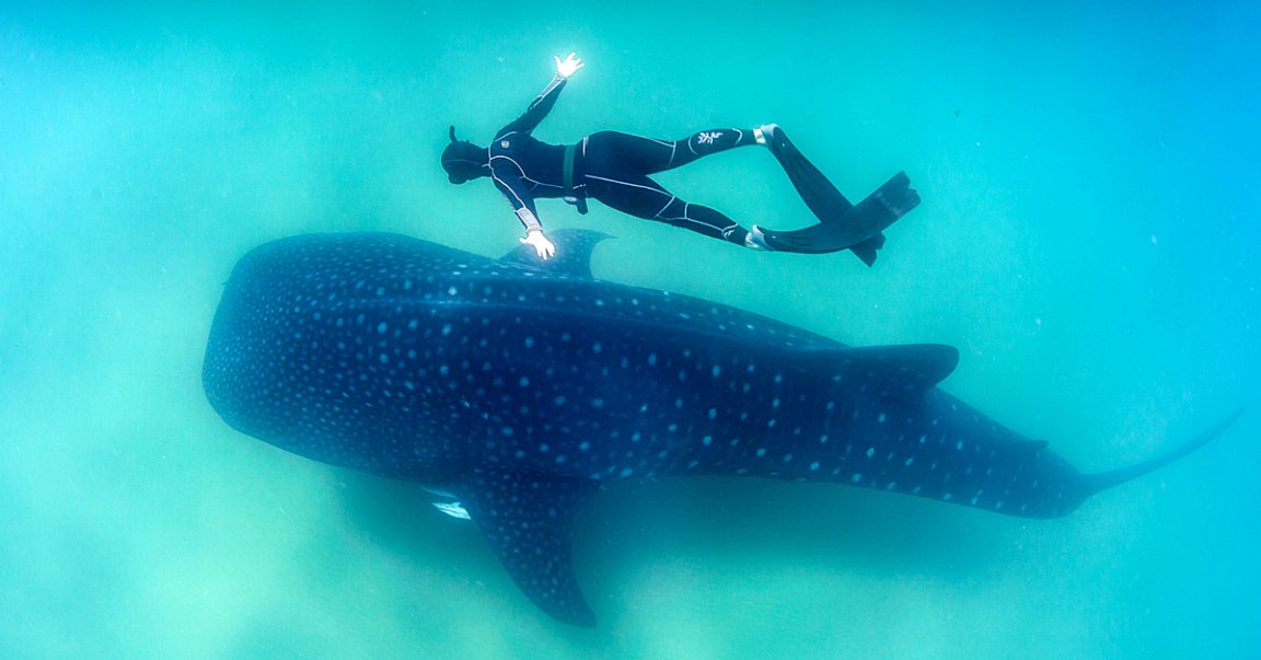 Gujarat's Gentle Giants: Local Fishermen Turn Saviors For Whale Sharks