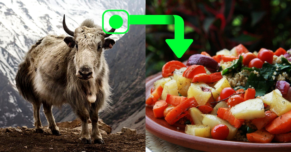 Veg Diets Just Got More Nutritious With Enzyme From Yak Cheese. Here’s Why!