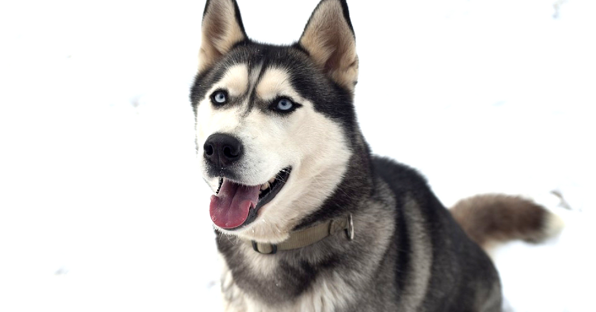 A Siberian Husky, with its thick coat is not suited to our climate.Image Credit:- Pixabay