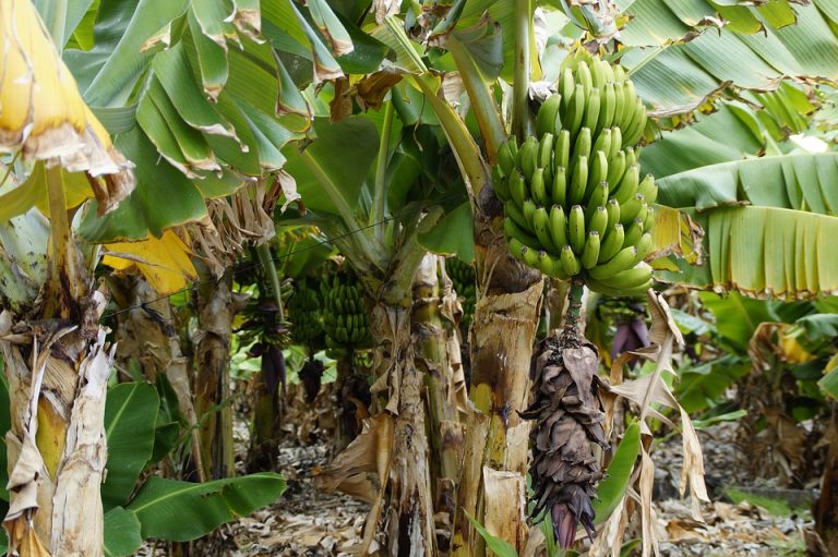 Biodegradable & MoistureRich, Banana Stems are Great for Growing Veggies!