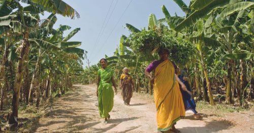 This Maharashtra district produces more Bananas than 6 other countries!