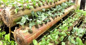 Biodegradable & Moisture-Rich, Banana Stems Are Great For Growing Veggies at Home!