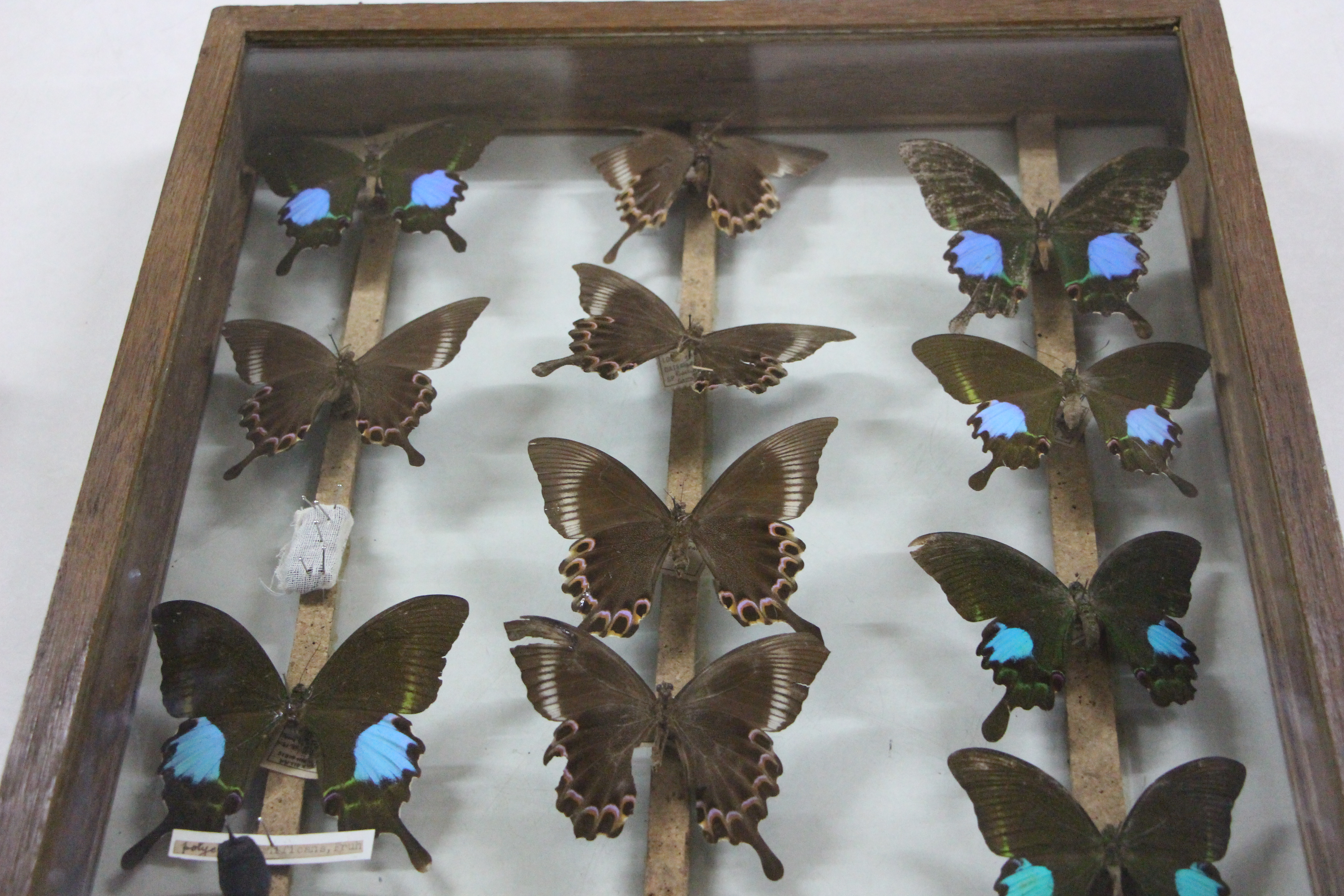 At the Bombay Natural History Society, Mumbai (Source: Sahapedia)