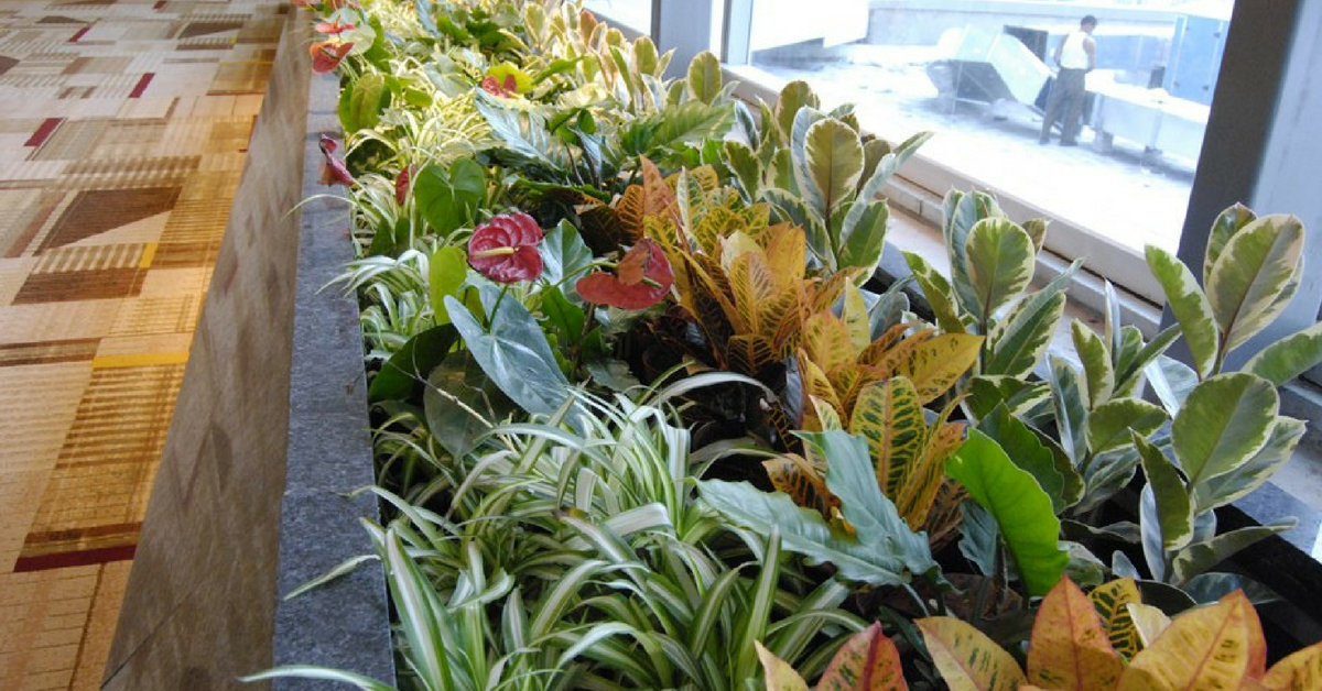 With 35,000 ‘Air Purifying’ Plants, Delhi Airport Goes Natural to Combat Pollution!