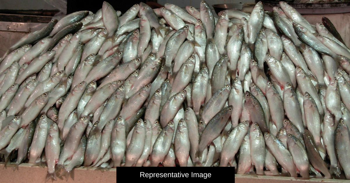 Formalin-Laced Fish Seized: How To Detect This Toxic Agent & Safeguard Your Health