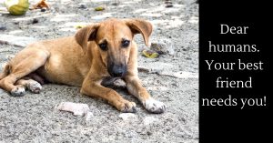 #NotWithoutMyDog: Why Bengaluru is Up In Arms Against BBMP's Draconian Pet Laws