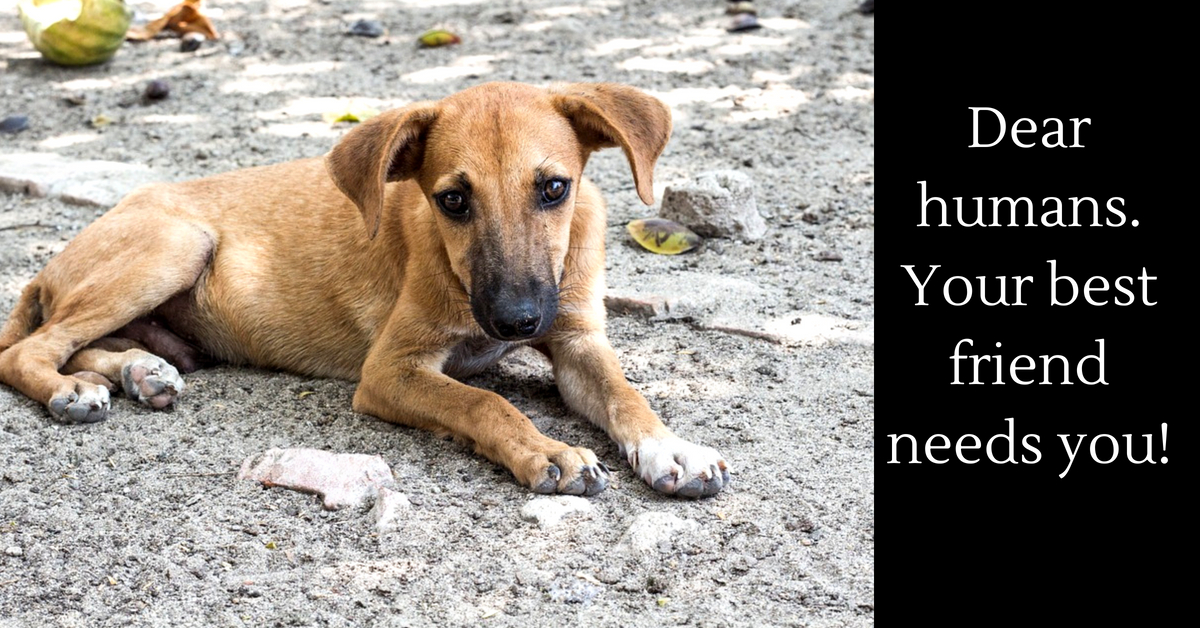 Man's best friend is in trouble in Bengaluru, thanks to the BBMP's rule. Image Credit: pxhere