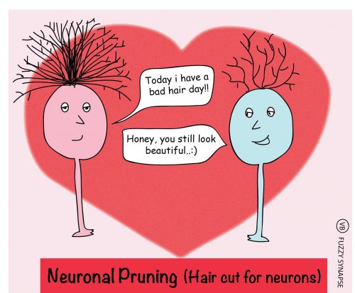 Neural Pruning