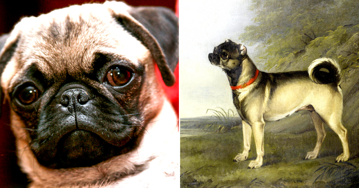 Over time, pugs have been bred to be shorter and smaller in order to enhance their 'cuteness':-Image Credit:Existentist, en:User:Sannse