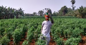 Going Organic Against All Odds, Telangana District Sets Precedent for South India!