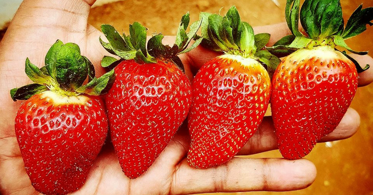 Nilgiri Man Quits IT Job, Strikes It Rich With Organic Strawberry Farming in Ooty!