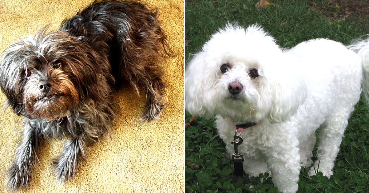 The Affenpinscher (Left) and the Bichon Frise (right), 2 dogs from the BBMP's list of 64 approved breeds.Image Credit; Dean Darvey & Editor at Large