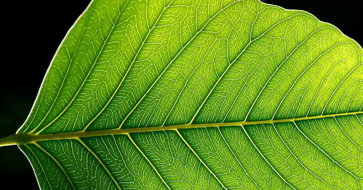 IISc Makes Carbon-Guzzling Artificial Leaf That Produces Fuel & Releases Oxygen!