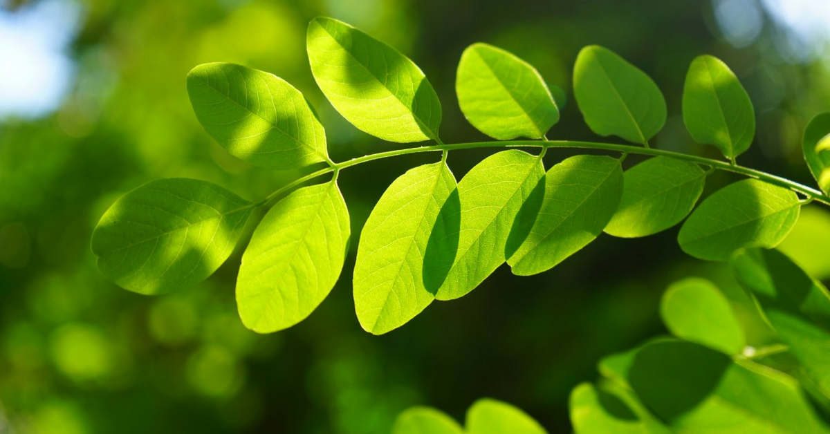 Moringa leaves could help in purifying water