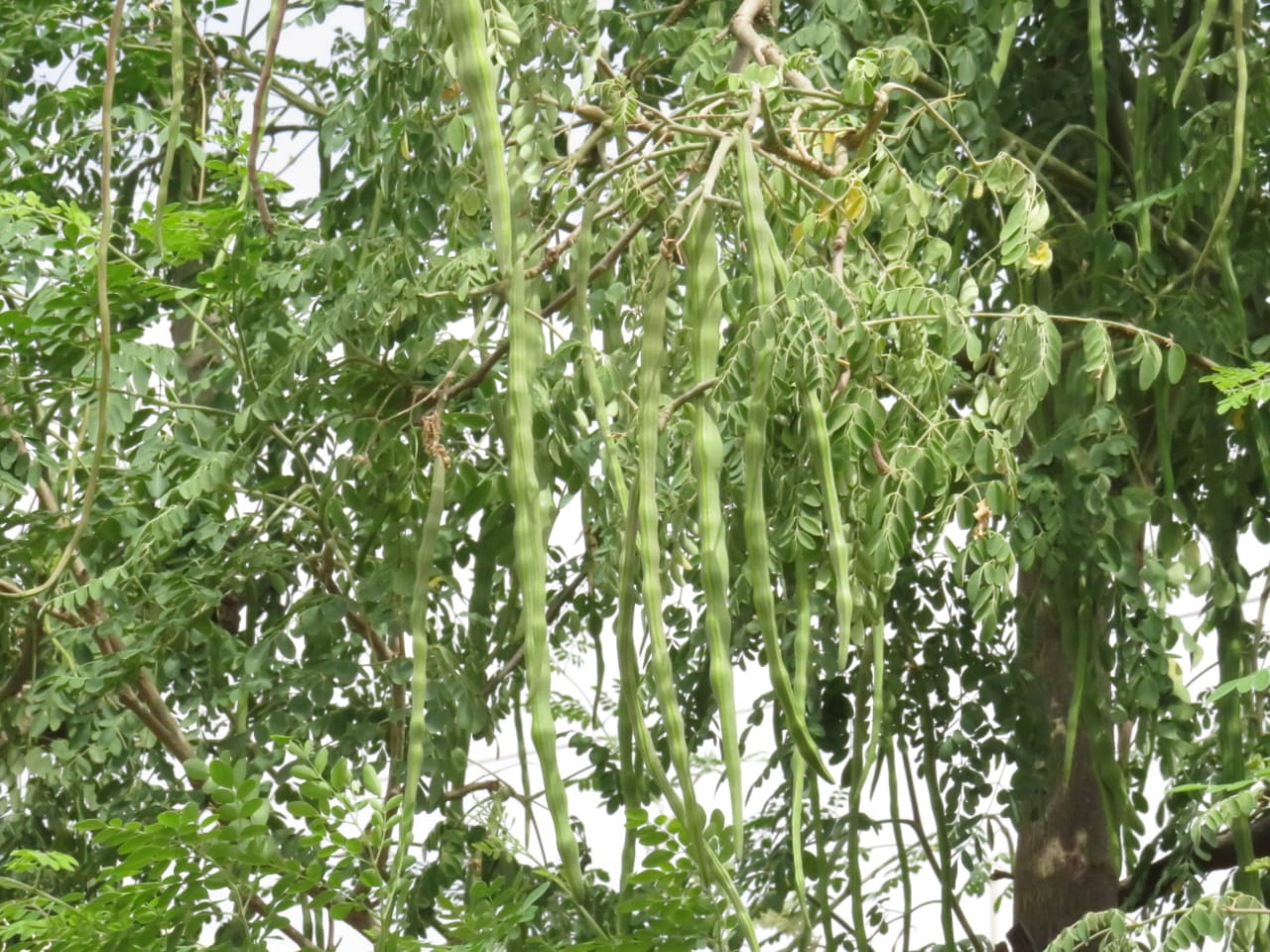 Gujarat unique organic garden (2)