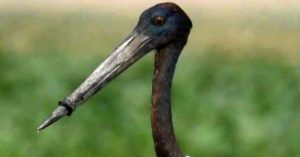 Seen the Viral Photo of Stork with Beak Stuck in Plastic Ring? It's Just Been Rescued!