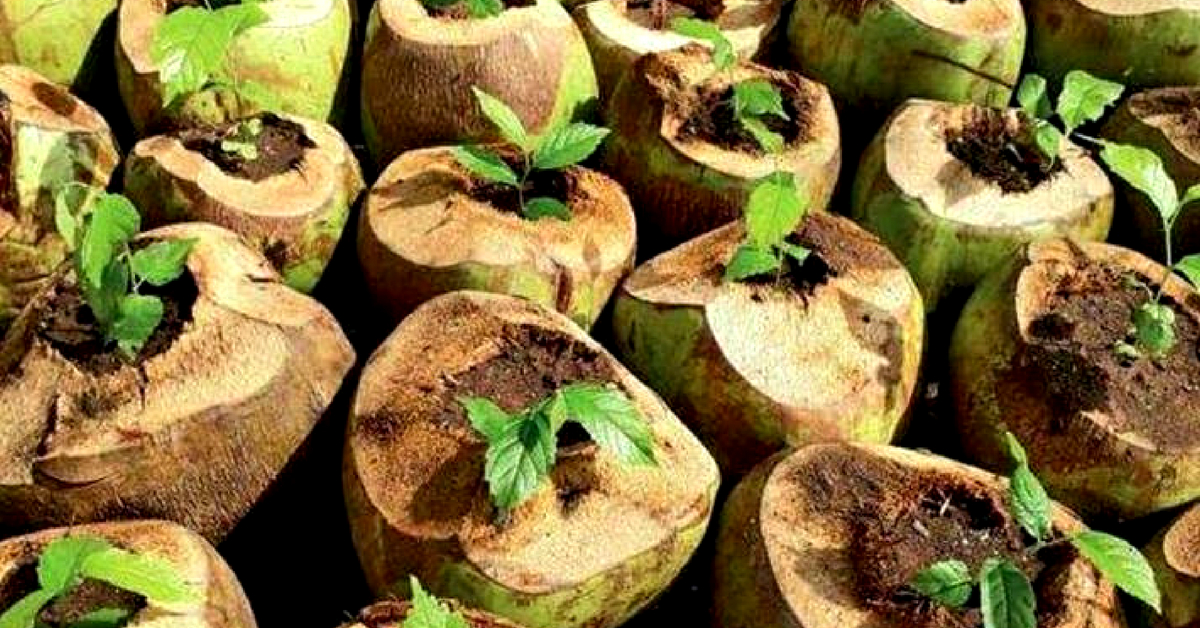 Gujarat Forest Dept. Finds Awesome Eco-Alternative to Plastic Pots – Coconut Shells!