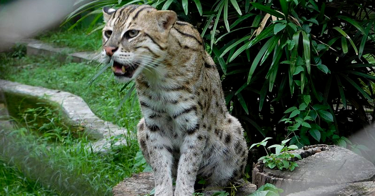 Spotted After 40 Years, Rare Fishing Cat Rescued By Jharkhand Forest Officials!