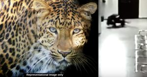 Video: Caught on CCTV, Mommy Doggo Fights Off Leopard To Save Her Puppy!