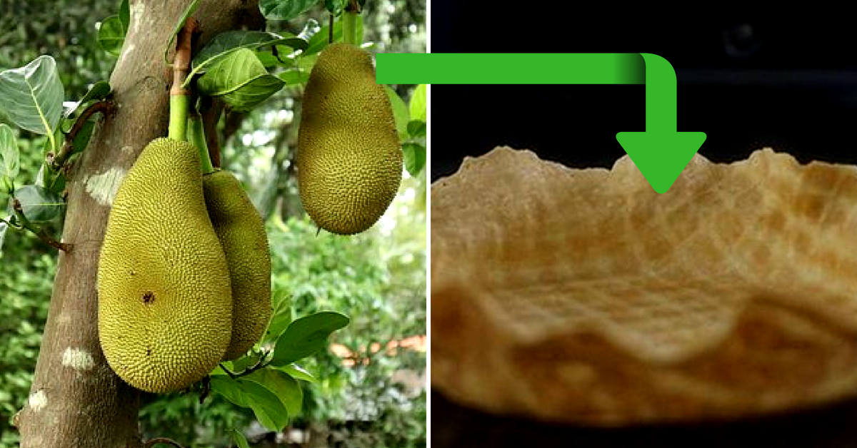 Waste to Taste: TN Researchers Create Edible Plates From Jackfruit Skins, Seeds!