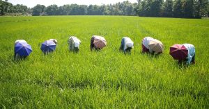 This Simple Water-Saving Method Has Increased Rice Yield of TN Farmers 10-Fold!