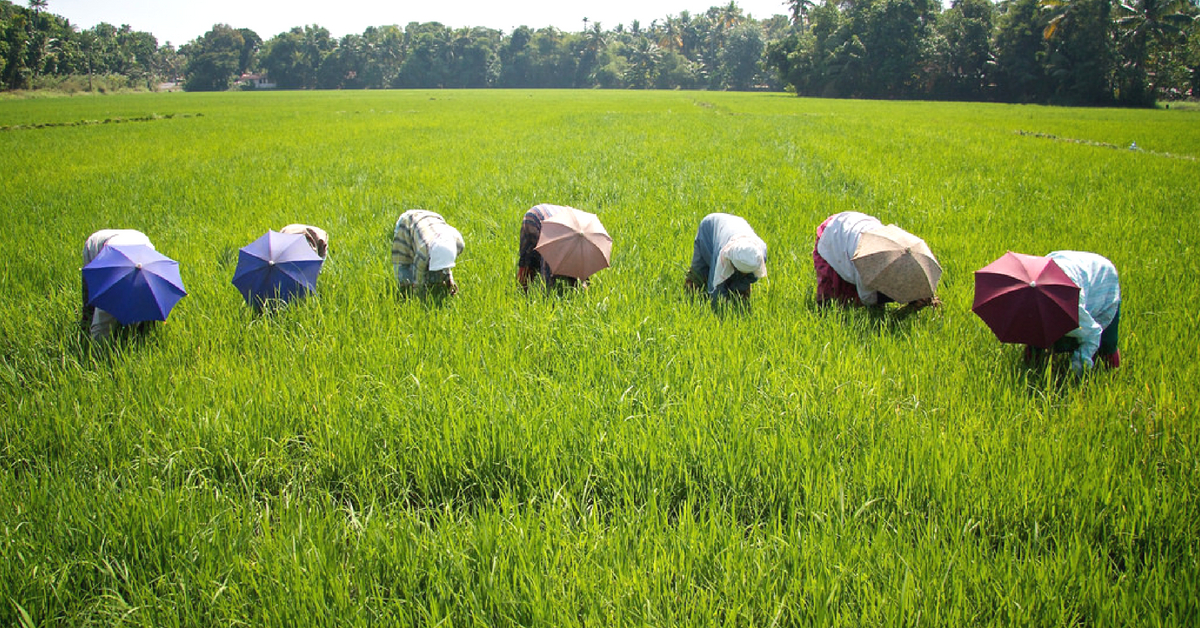This Simple Water-Saving Method Has Increased Rice Yield of TN Farmers 10-Fold!