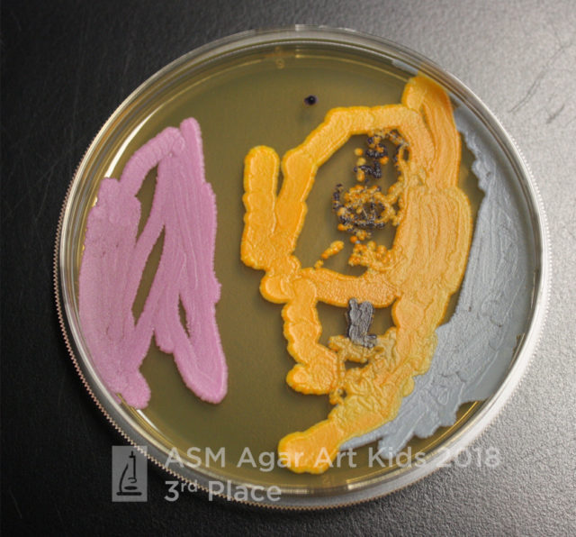 Agar microbe culture art science