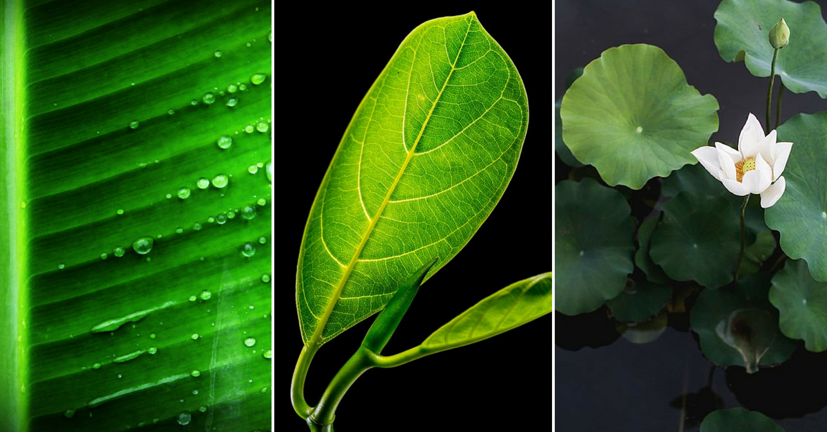 Native Indian Leaves You Can Eat From 5