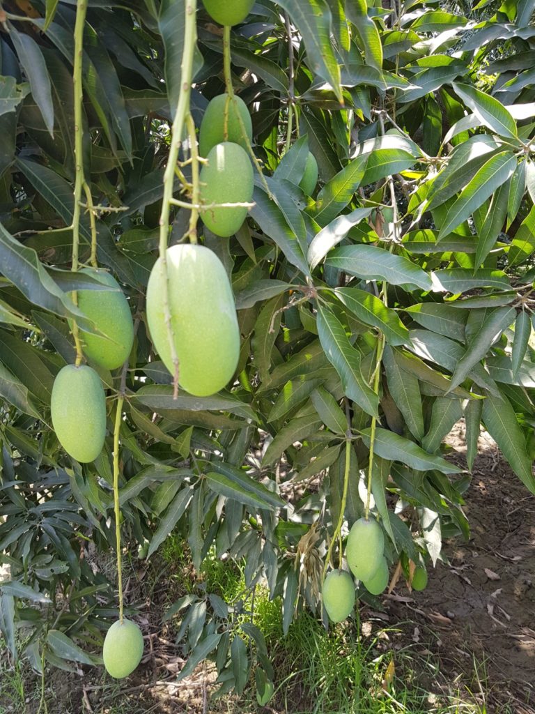 This 23-YO Engineer is UP's sole Certified Organic Mango Farmer - The ...