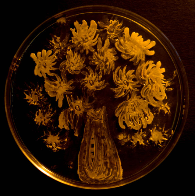 Agar microbe culture art science