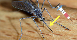 Can A Mosquito Help You Get Painless Injections? Find Out Why IIT Folks Say Yes!
