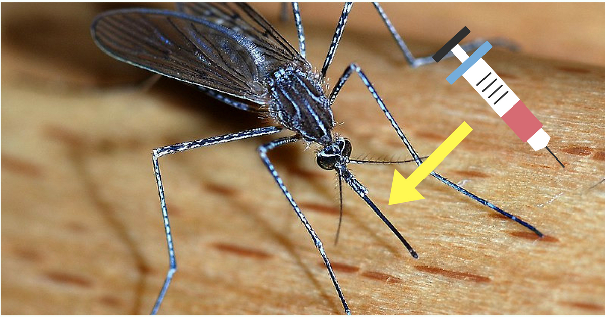 Can A Mosquito Help You Get Painless Injections? Find Out Why IIT Folks Say Yes!