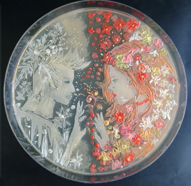 Agar microbe culture art science