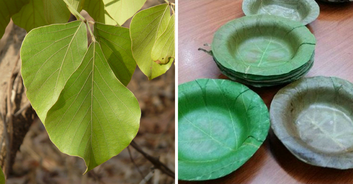 Native Indian Leaves You Can Eat From 5