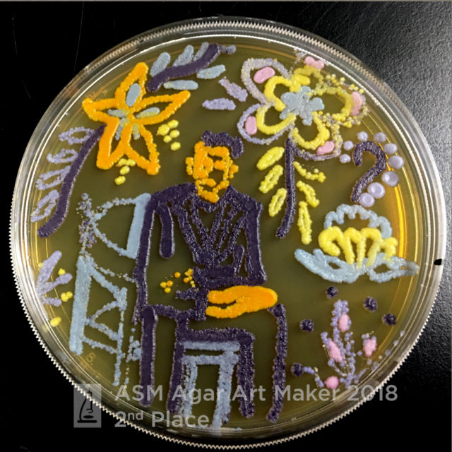 Agar microbe culture art science