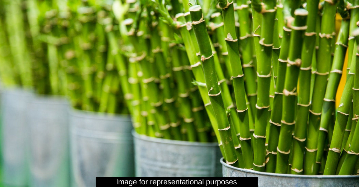 Bamboo Straws from Andaman and Nicobar