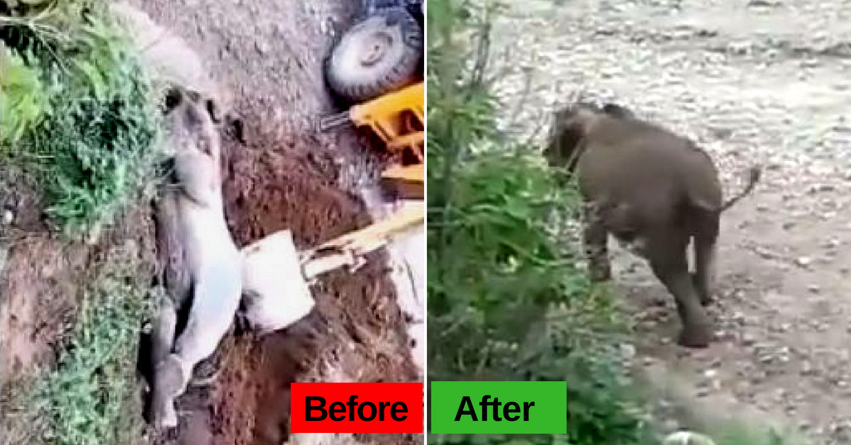 Watch: Baby Elephant Rescued, Reunited with Herd by Uttarakhand Forest Officials!