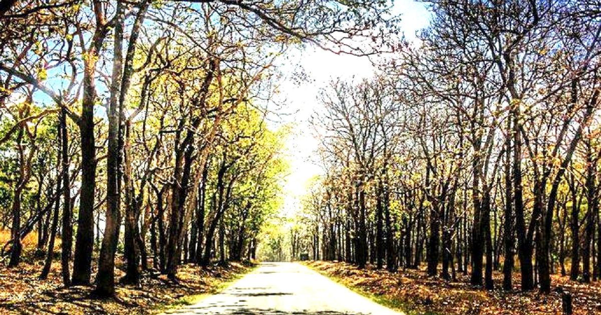 Drive through India's Bandipur Tiger Reserve, on butter-smooth roads.Image Credit: Raji Pandiyaraj