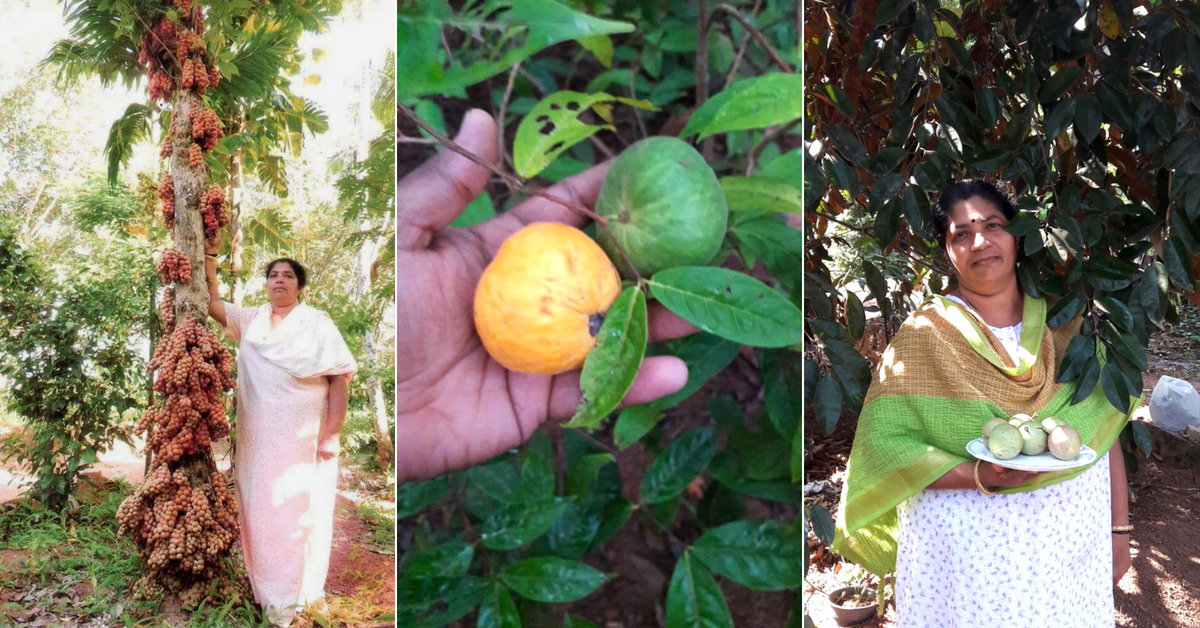 Árboles frutales de rápido crecimiento en Kerala