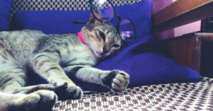 Adopt Don't Shop: Meet The Furry Finalists of India’s Cutest Rescued Cat Alive!