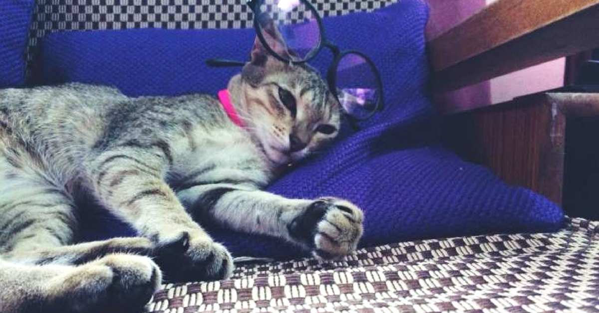 Adopt Don’t Shop: Meet The Furry Finalists of India’s Cutest Rescued Cat Alive!