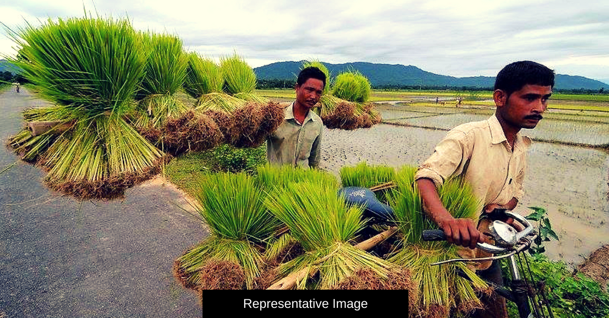 Telangana Tribe Uses Leaves & Bamboo Mat to Grow Paddy, Saves Water & Time!