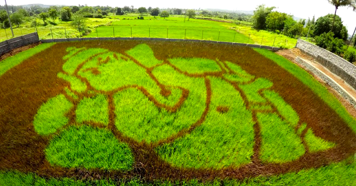Exclusive: How Can You ‘Paint’ with Paddy? Let India’s Sole Paddy Artist Show You!