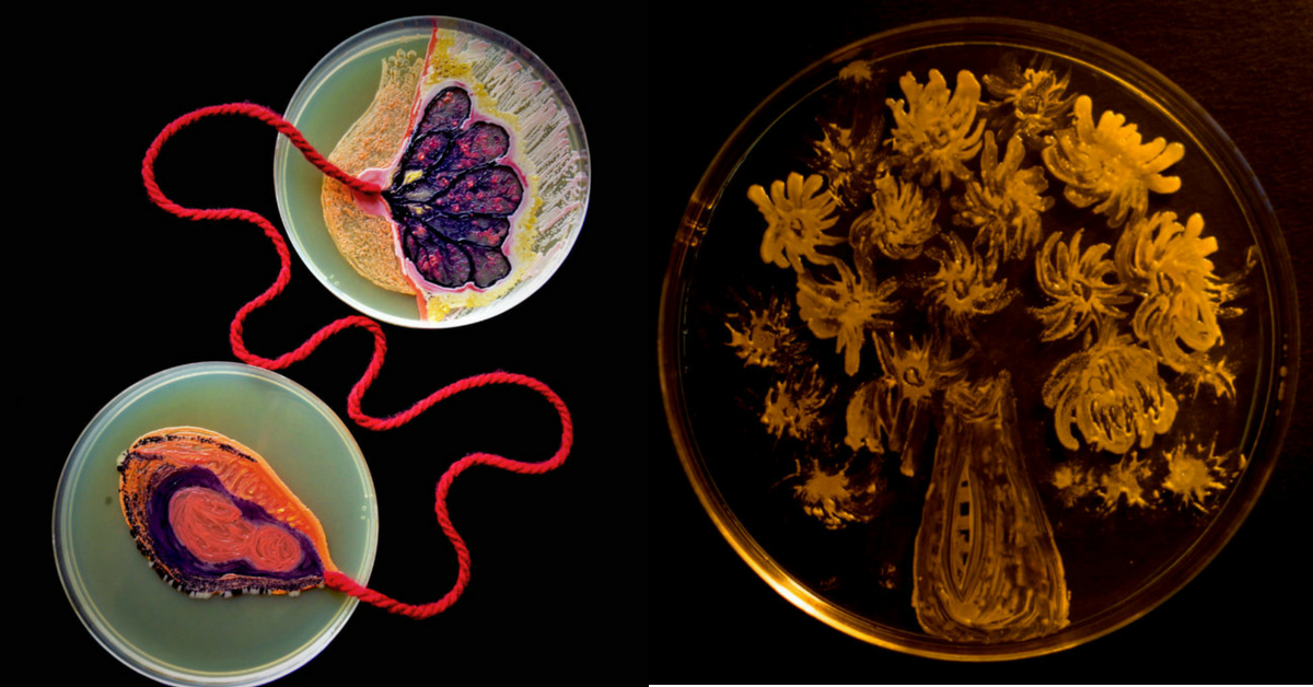 In Pics: Check Out This Award-Winning Artwork Made Entirely From Bacteria!