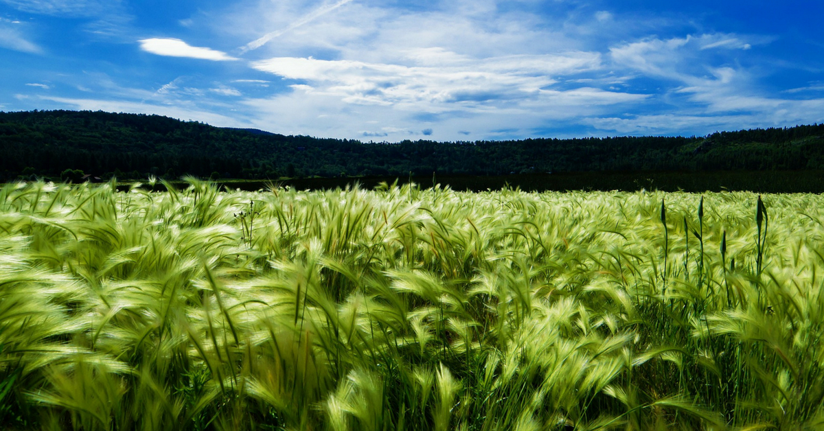 Thanks to Indian-Origin Scientists, Plants Can Now Create Their Own Fertiliser!