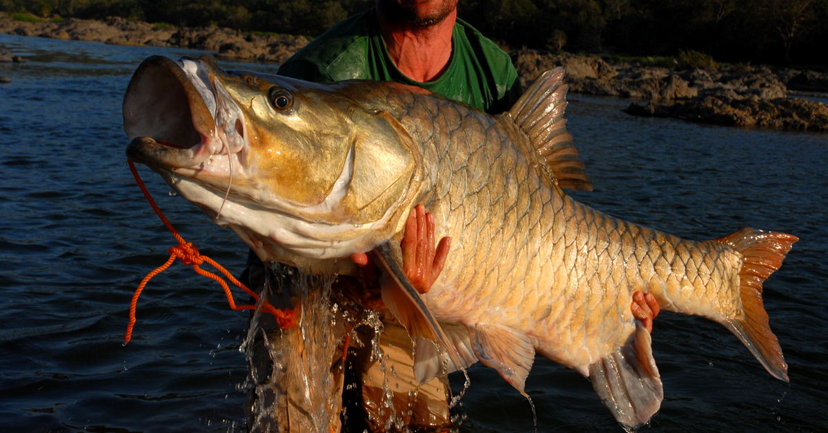 The iconic hump-backed mahseer. Credit: J. Bailey