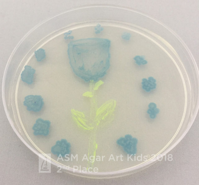 Agar microbe culture art science