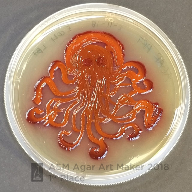 Agar microbe culture art science